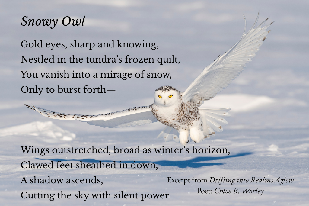 snowy owl excerpt (1) snowy owl excerpt (1)