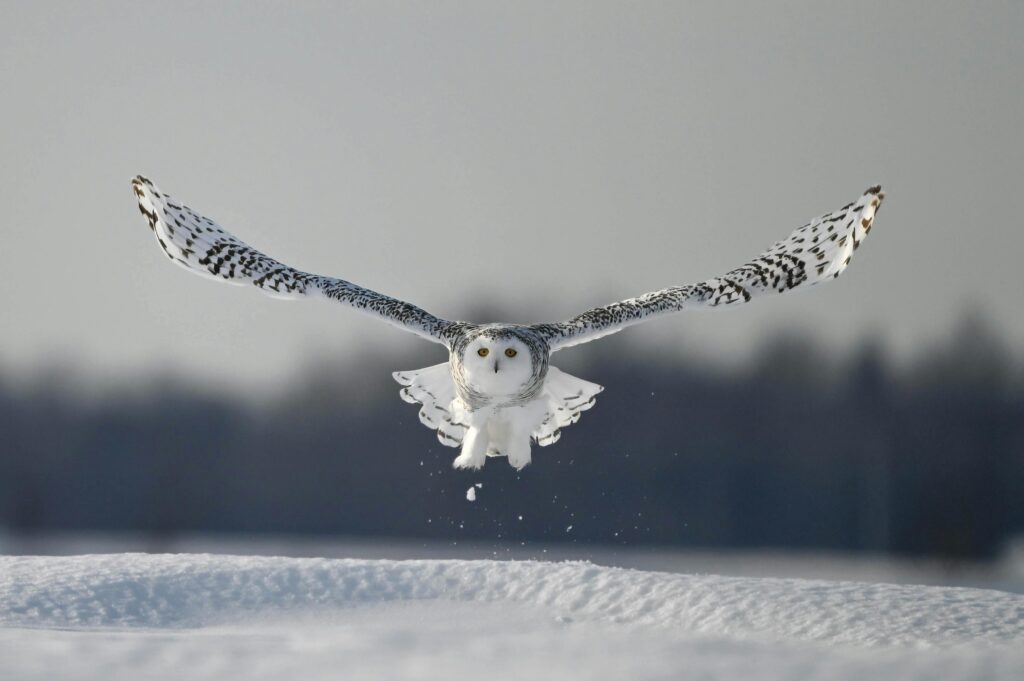Captivating snowy owl gliding over snow-covered field in Québec, capturing winter's essence.